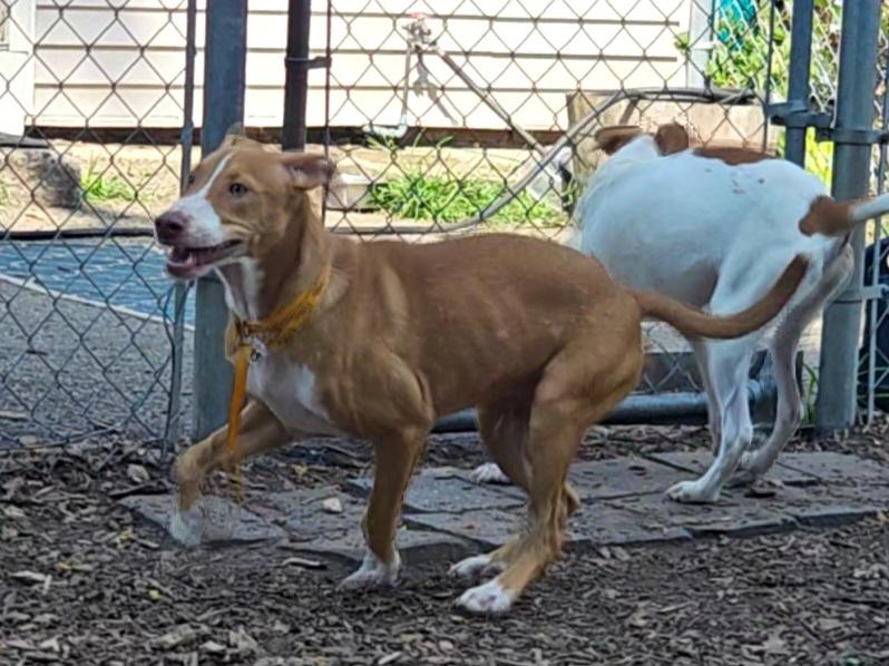 Enlarge Jet, a Adoptable Hound in Ringwood, NJ image 5/6