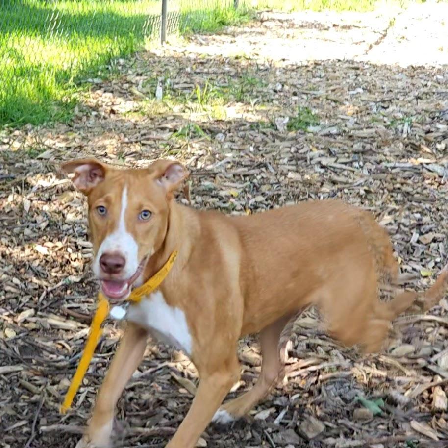 Enlarge Jet, a Adoptable Hound in Ringwood, NJ image 1/6