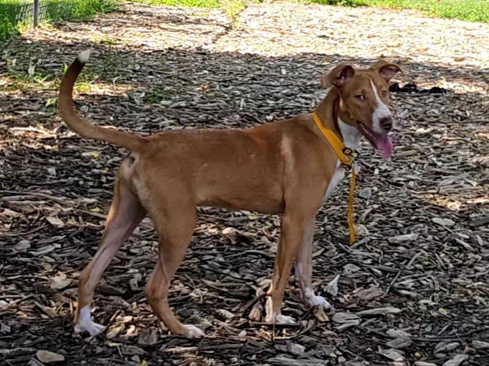 Enlarge Jet, a Adoptable Hound in Ringwood, NJ image 4/6
