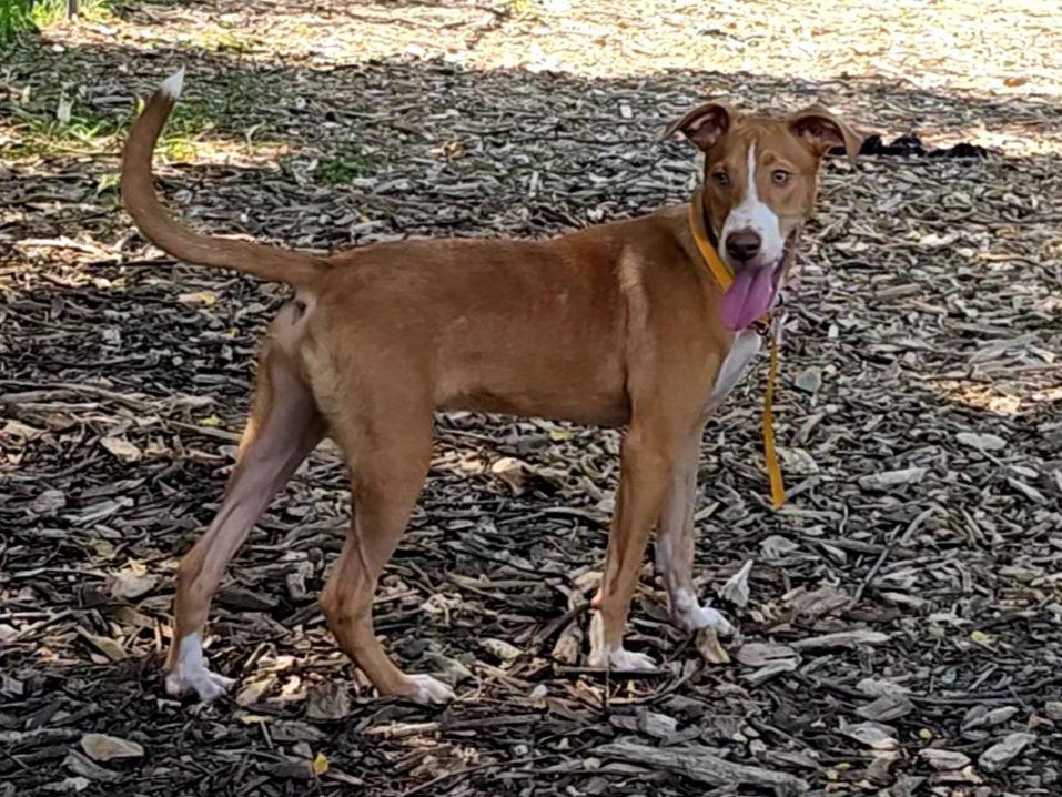 Enlarge Jet, a Adoptable Hound in Ringwood, NJ image 2/6