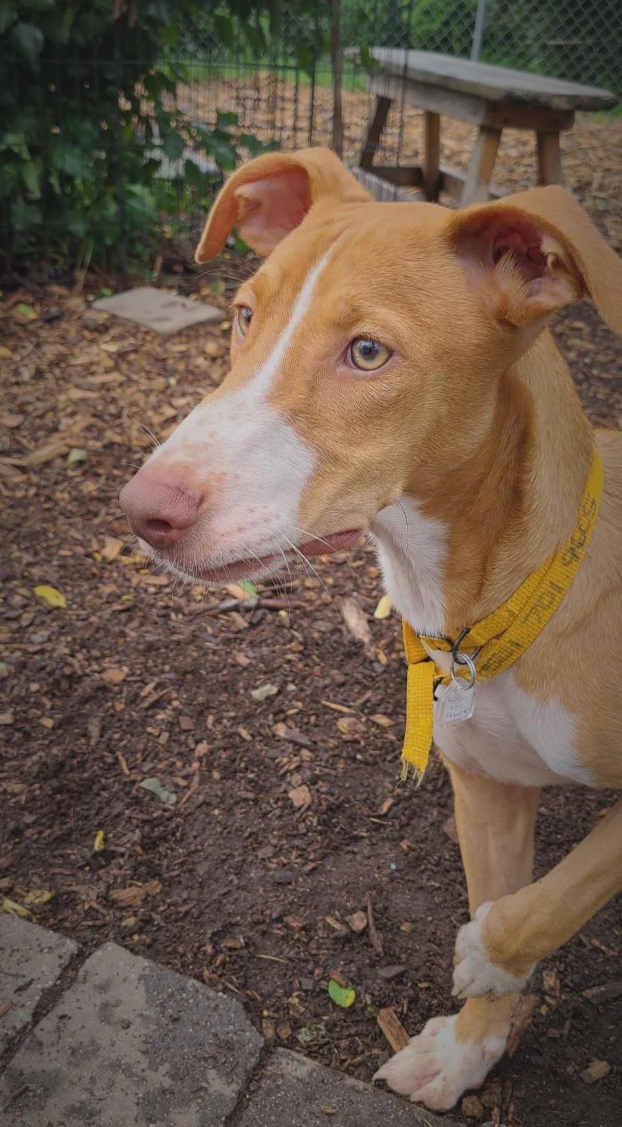 Enlarge Jet, a Adoptable Hound in Ringwood, NJ image 6/6