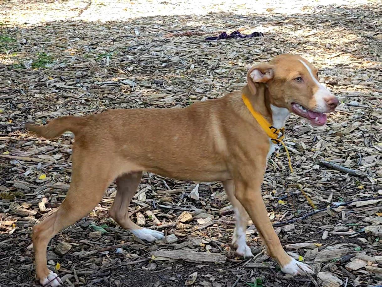 Enlarge Jet, a Adoptable Hound in Ringwood, NJ image 3/6