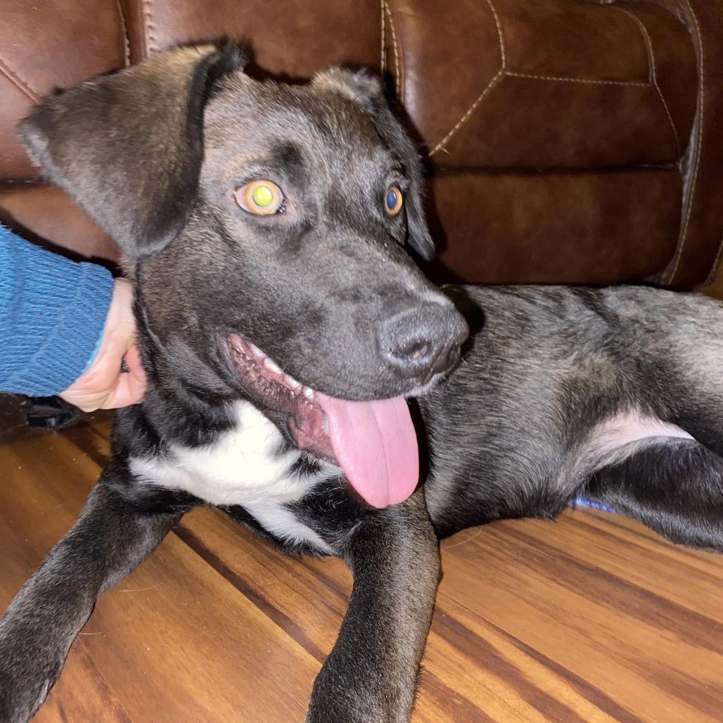 BOOGIE, Adoptable, Adult Female Border Collie & Mixed Breed.