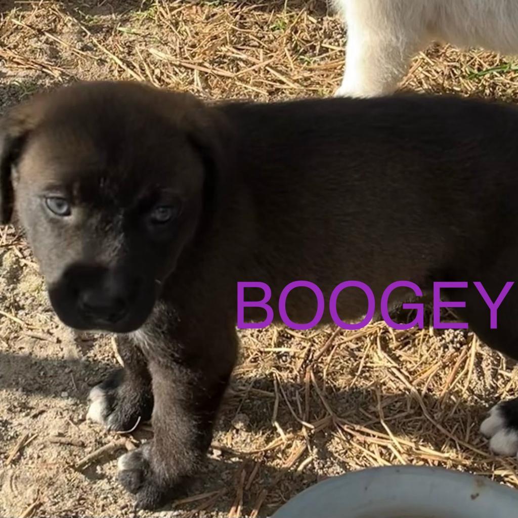 Enlarge BOOGIE, a Adoptable mixed breed in QUINCY, FL image 3/4