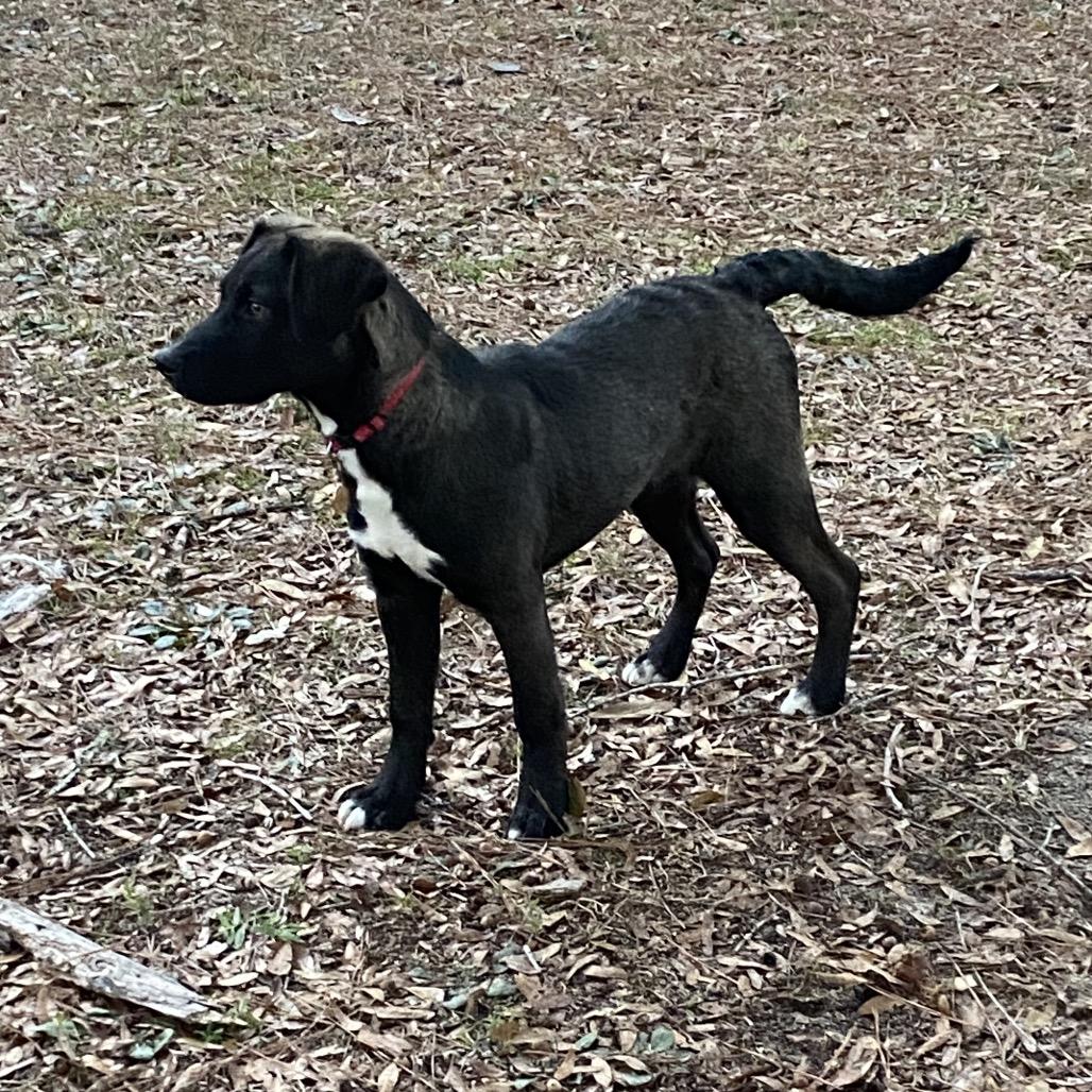 Enlarge BOOGIE, a Adoptable mixed breed in QUINCY, FL image 4/4