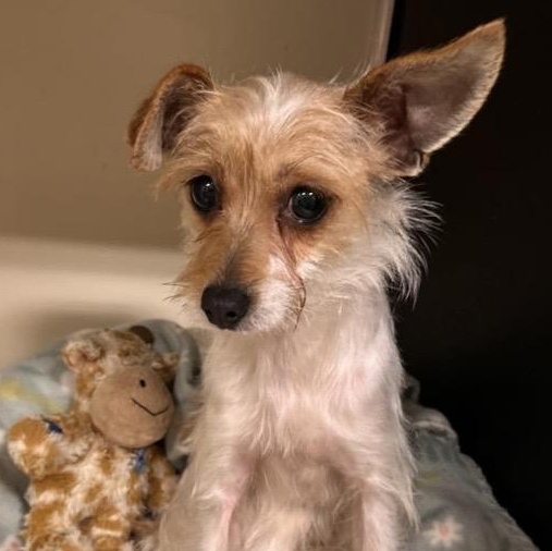 Leilani, ADOPTABLE, Young Female Yorkshire Terrier.