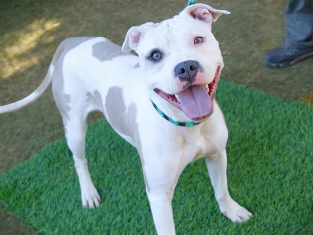 CHEER, Adoptable, Young Female American Bulldog & Mixed Breed.
