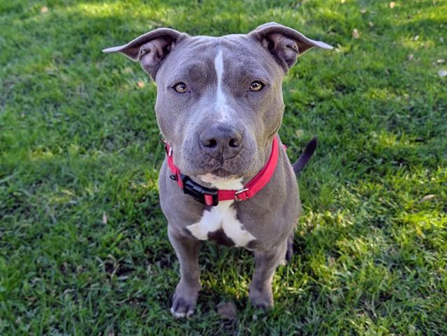 FRISBEE, ADOPTABLE, Young Female Staffordshire Bull Terrier.