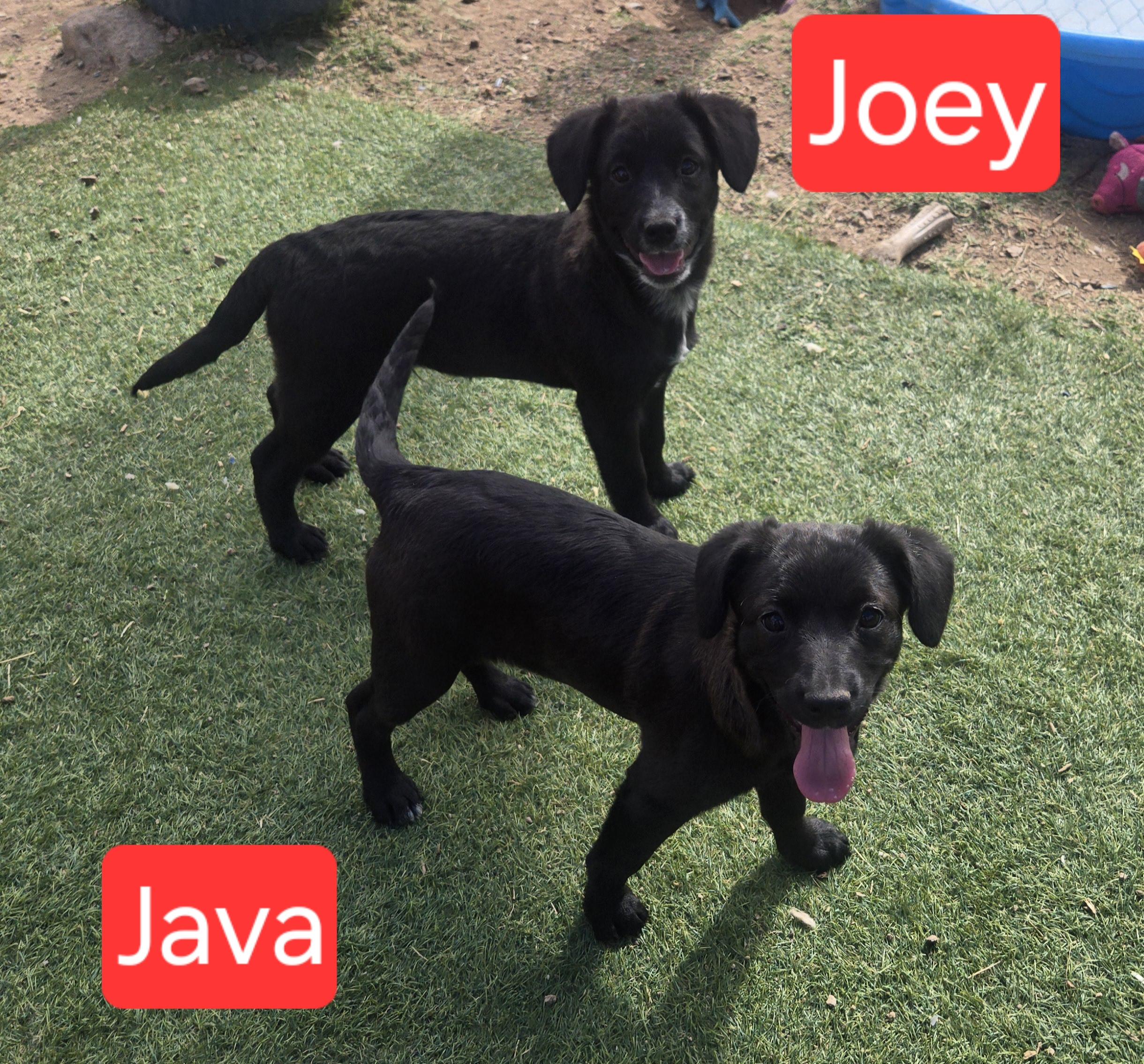 Joey