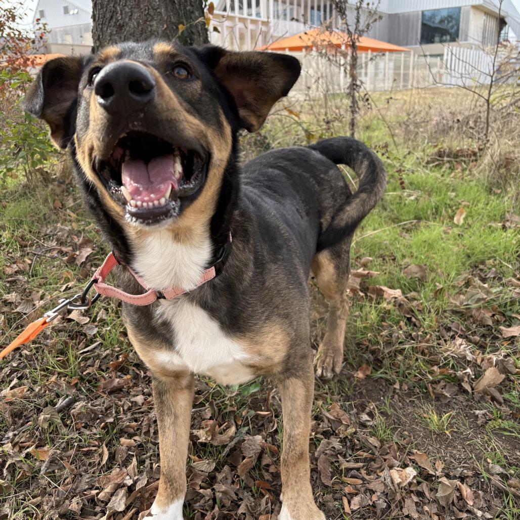 Enlarge Auggie, a Adoptable Mixed Breed in Bentonville, AR image 2/6