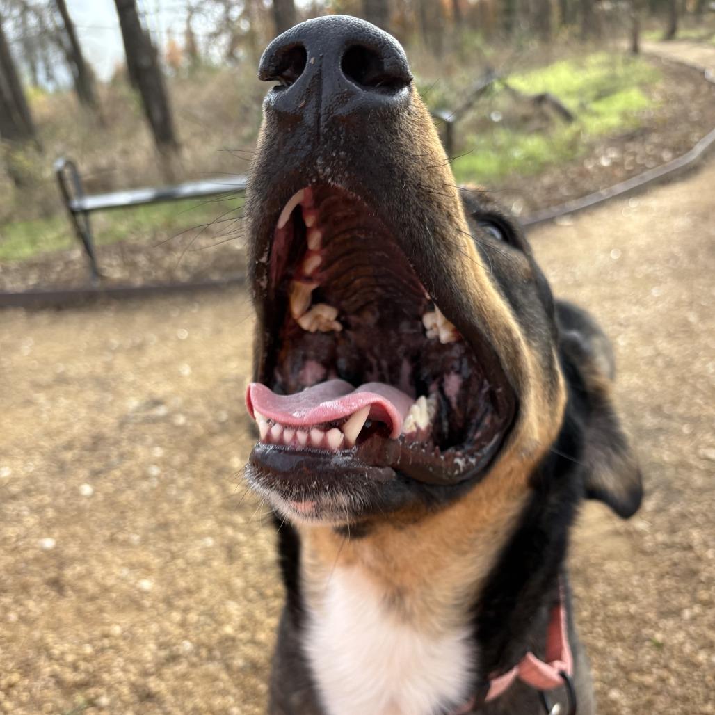 Enlarge Auggie, a Adoptable Mixed Breed in Bentonville, AR image 4/6