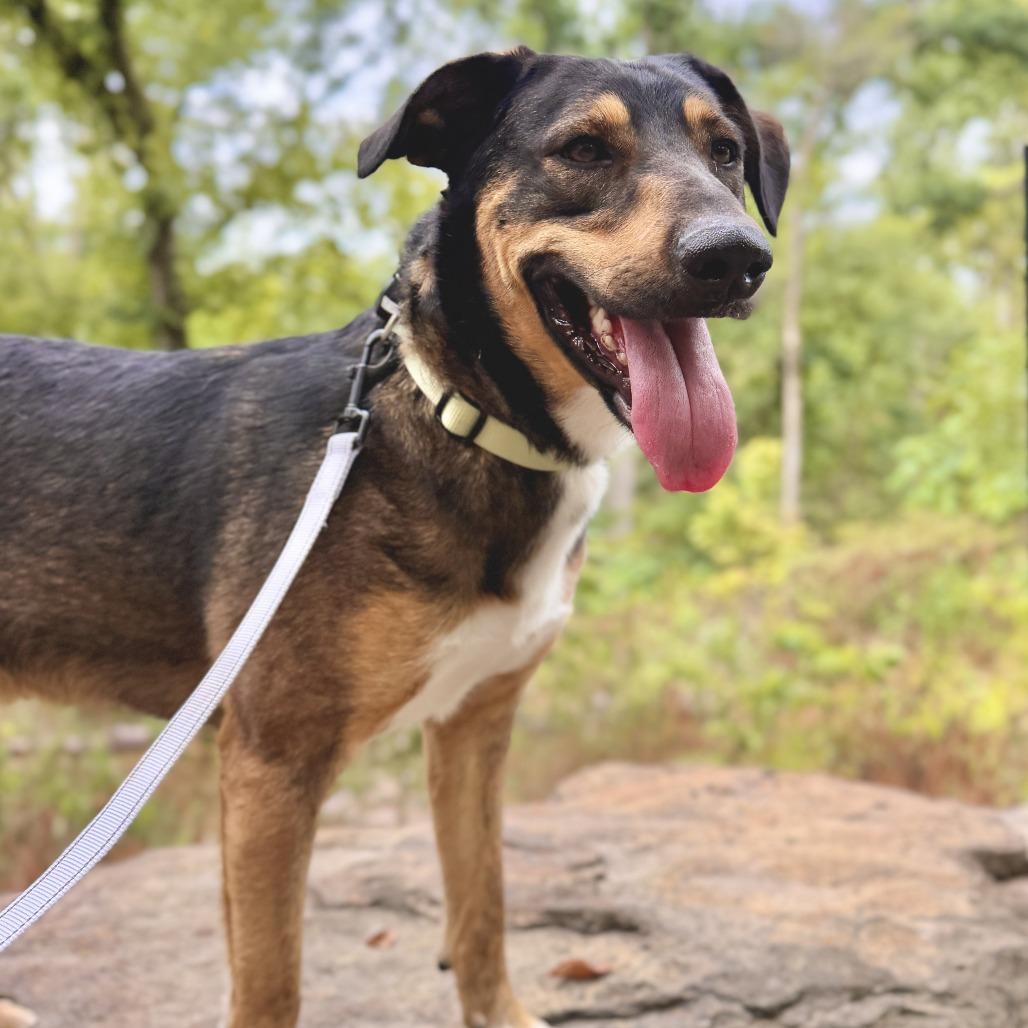 Enlarge Auggie, a Adoptable Mixed Breed in Bentonville, AR image 5/6