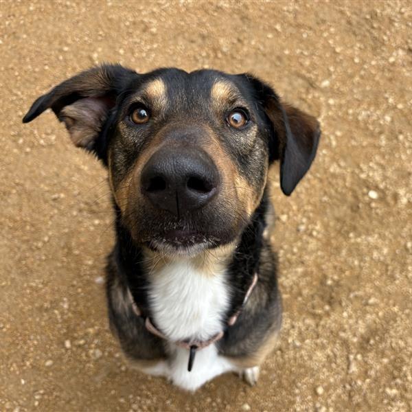 Enlarge Auggie, a Adoptable Mixed Breed in Bentonville, AR image 6/6