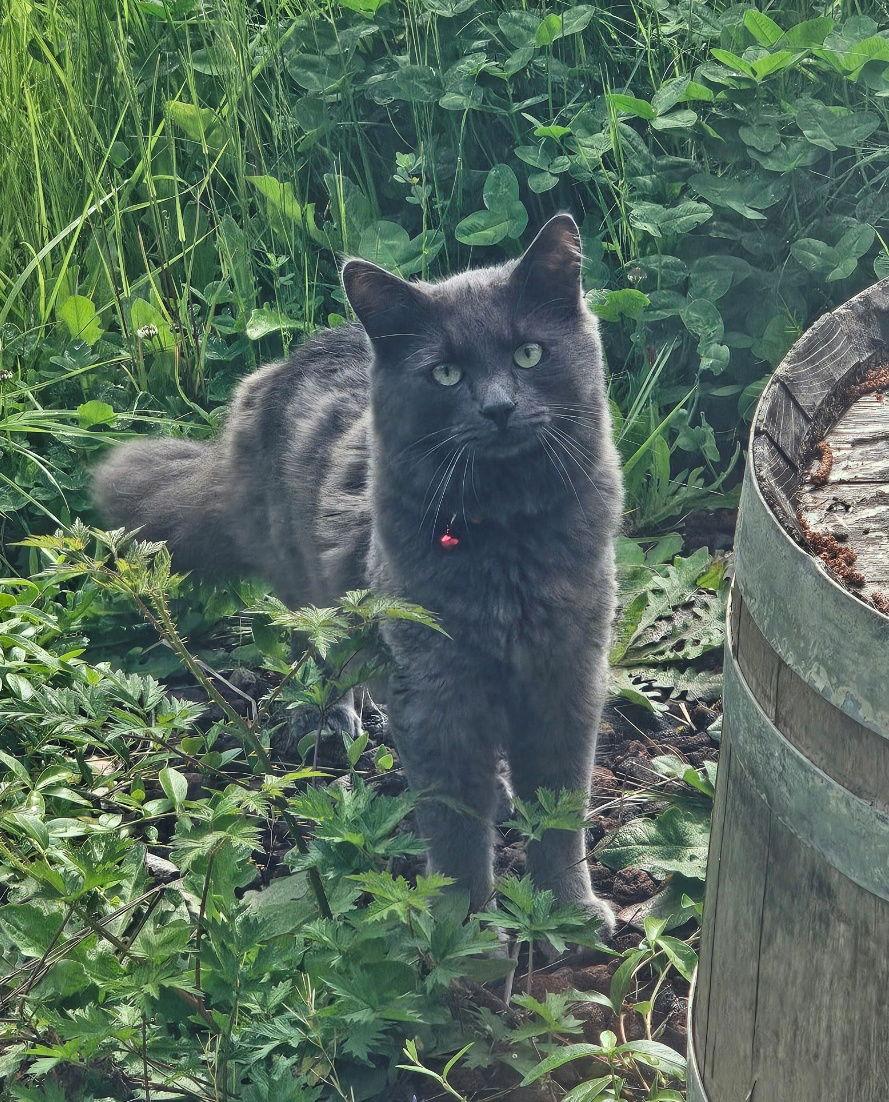 AKUMA #1746 - Offered by Owner - In/out, Adoptable, Adult Male Domestic Medium Hair.