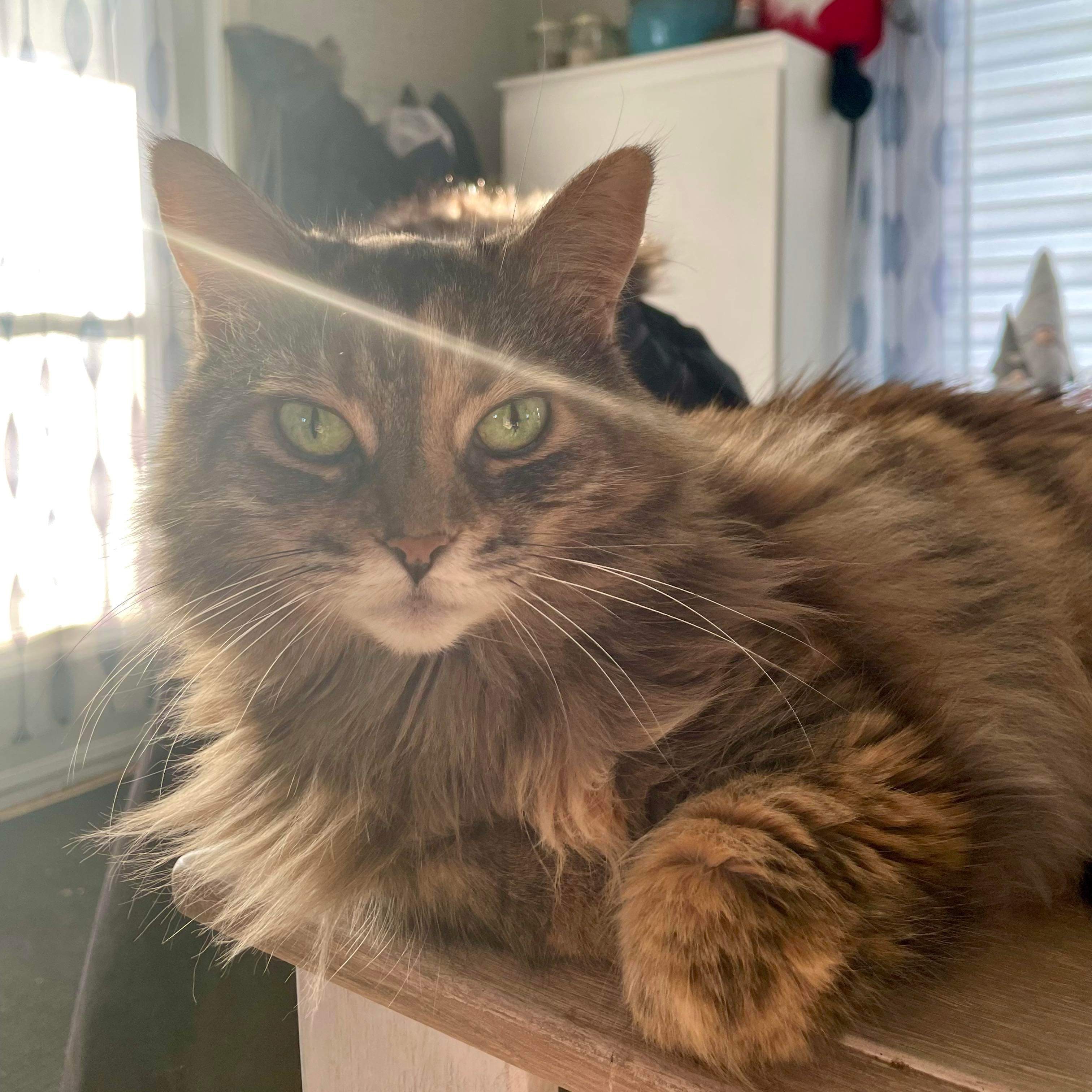 Titi
