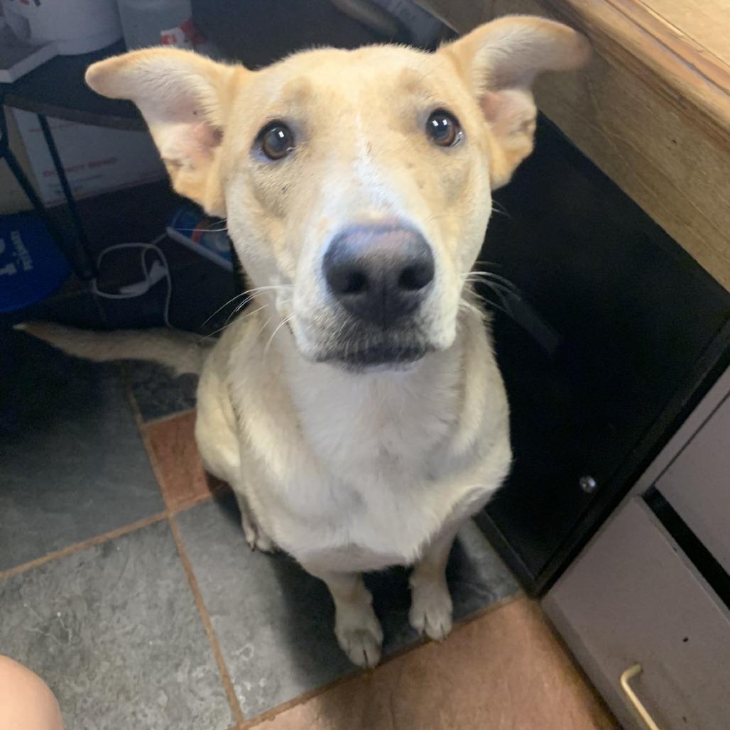 Enlarge Hobo, a Adoptable White German Shepherd in Laurel, MS image 1/1