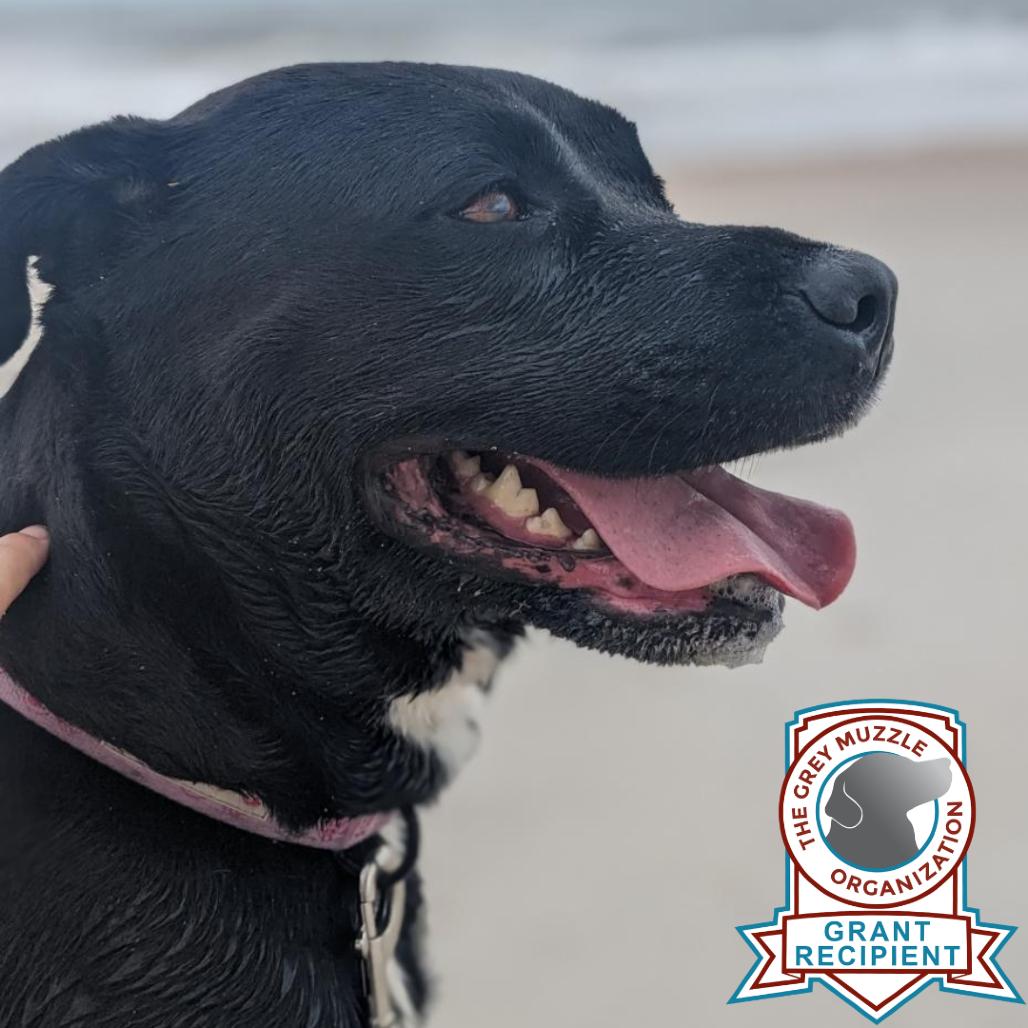 Ella, Adoptable, Senior Female Mixed Breed.