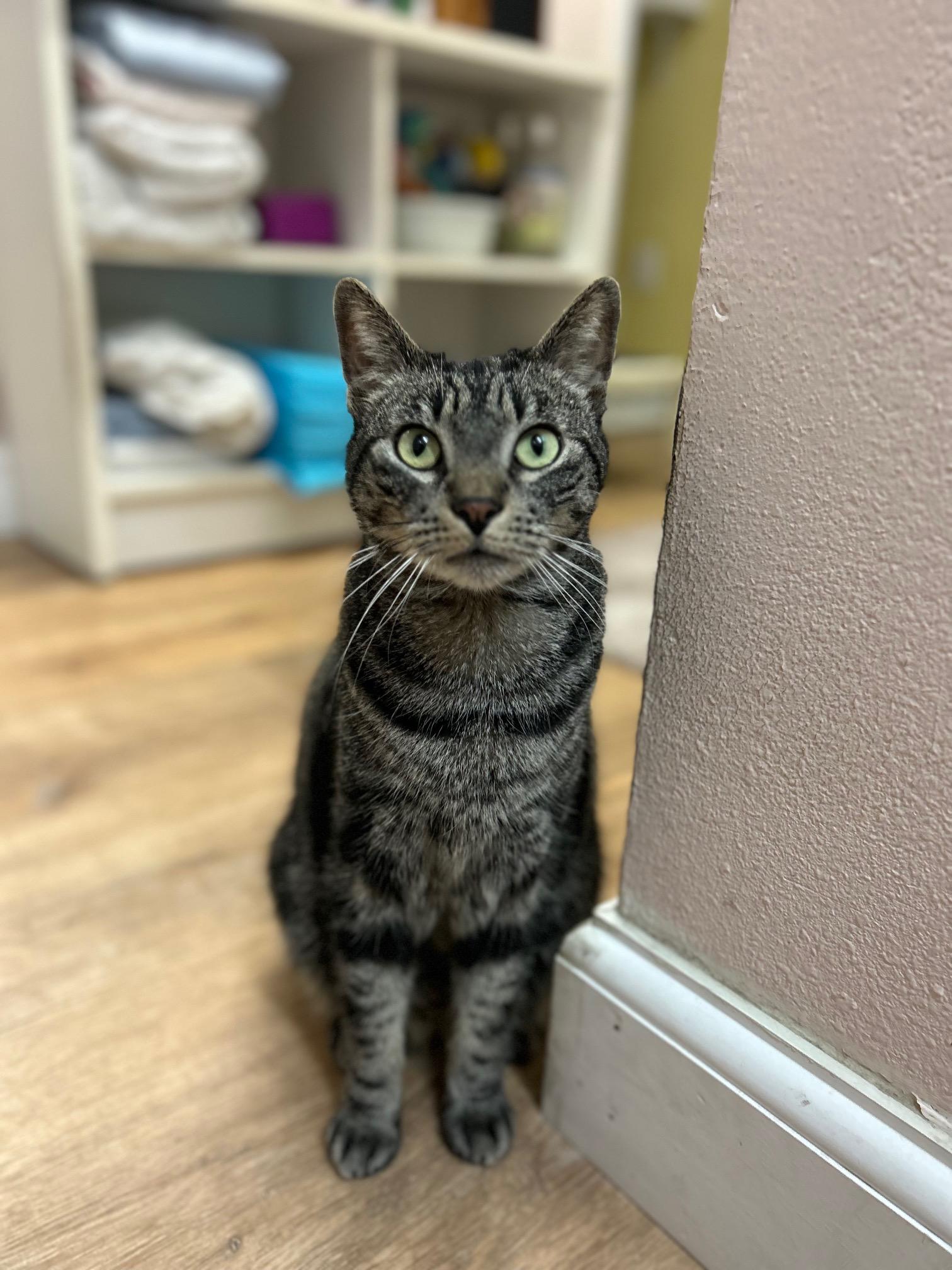 Cessna, ADOPTABLE, Adult Male Domestic Short Hair.