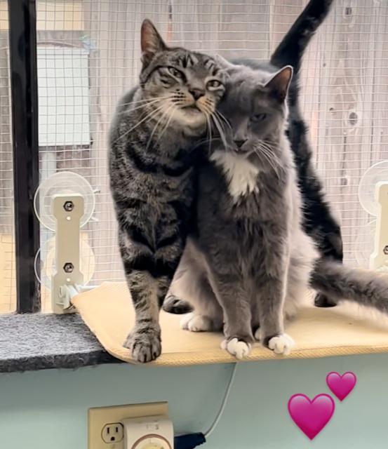 Cessna, ADOPTABLE, Adult Male Domestic Short Hair.