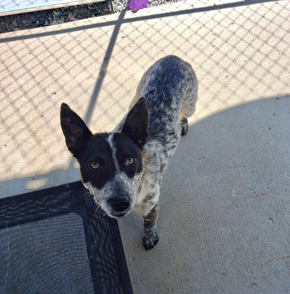 Enlarge Sissy, a Adoptable Australian Cattle Dog / Blue Heeler in Camden, TN image 1/1