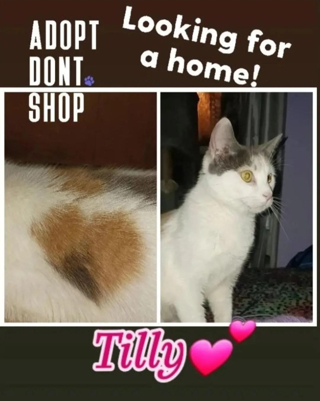 Tilly, a Adopted American Shorthair in Nutley, NJ image 1/2