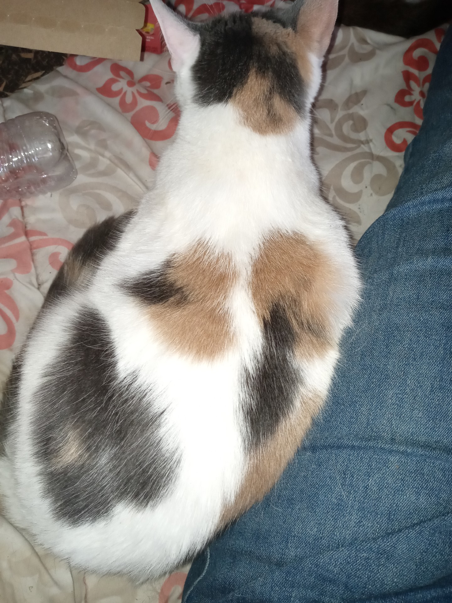 Tilly, a Adopted American Shorthair in Nutley, NJ image 2/2