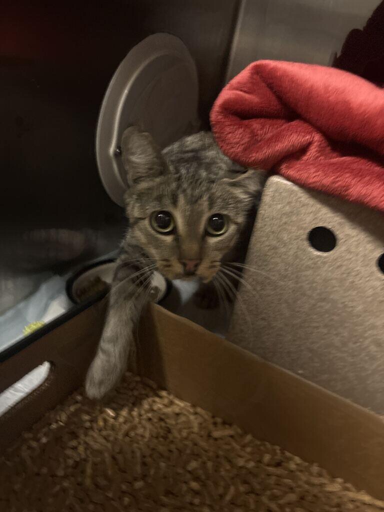 Enlarge Mollywhop, a Adoptable Domestic Short Hair in Cincinnati, OH image 1/1