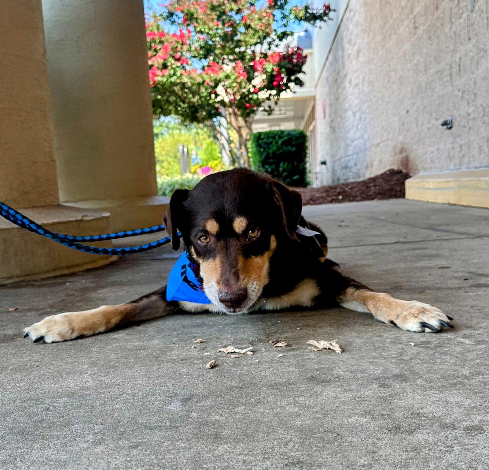 Mac *permanent foster home needed*, Adopted, Senior Male Australian Kelpie & Labrador Retriever.