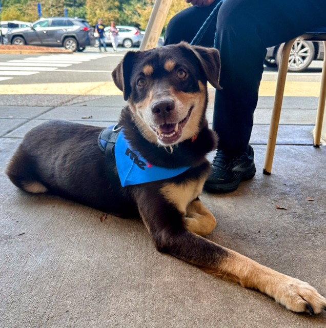 Enlarge Mac *permanent foster home needed*, a Adopted mixed breed in Herndon, VA image 2/3