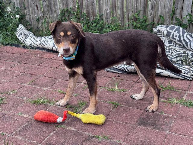 Enlarge Mac *permanent foster home needed*, a Adopted mixed breed in Herndon, VA image 3/3