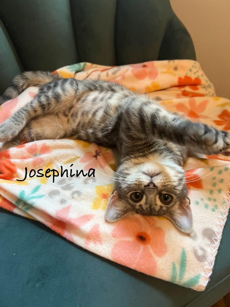 Josephina — thumbnail 4