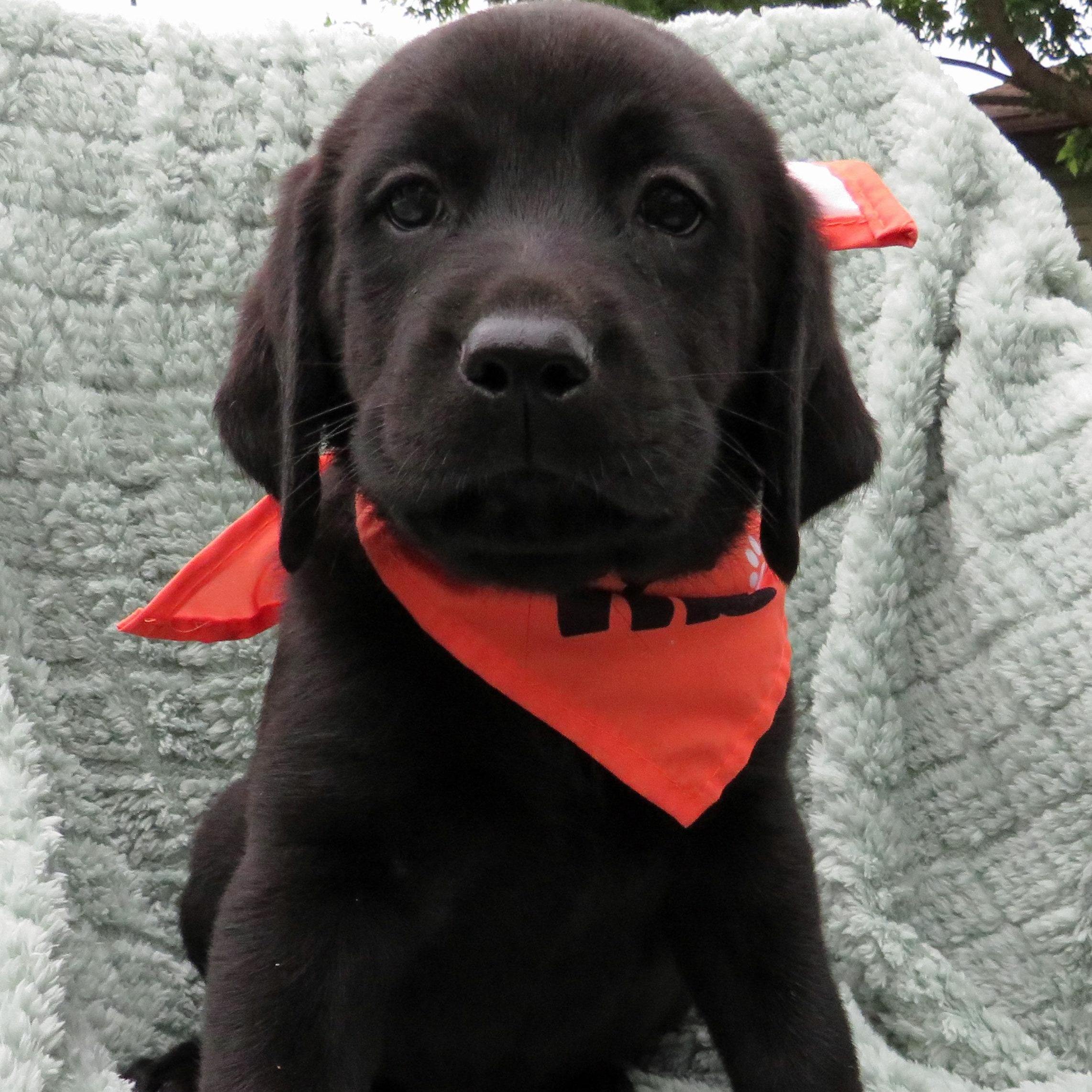 Wells, Baby Male Black Labrador Retriever