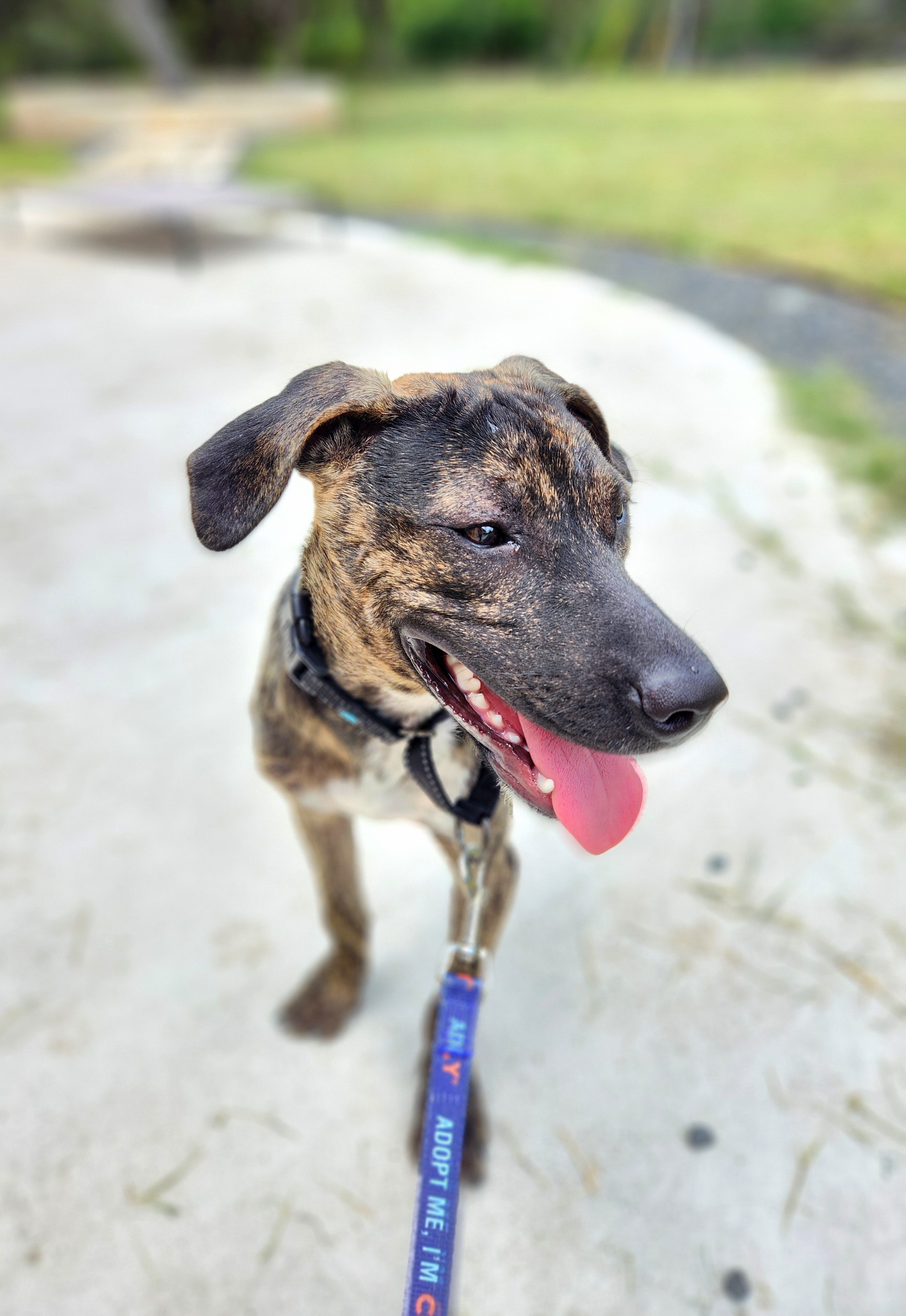 Enlarge Wyatt, a Adoptable mixed breed in Killeen, TX image 4/6