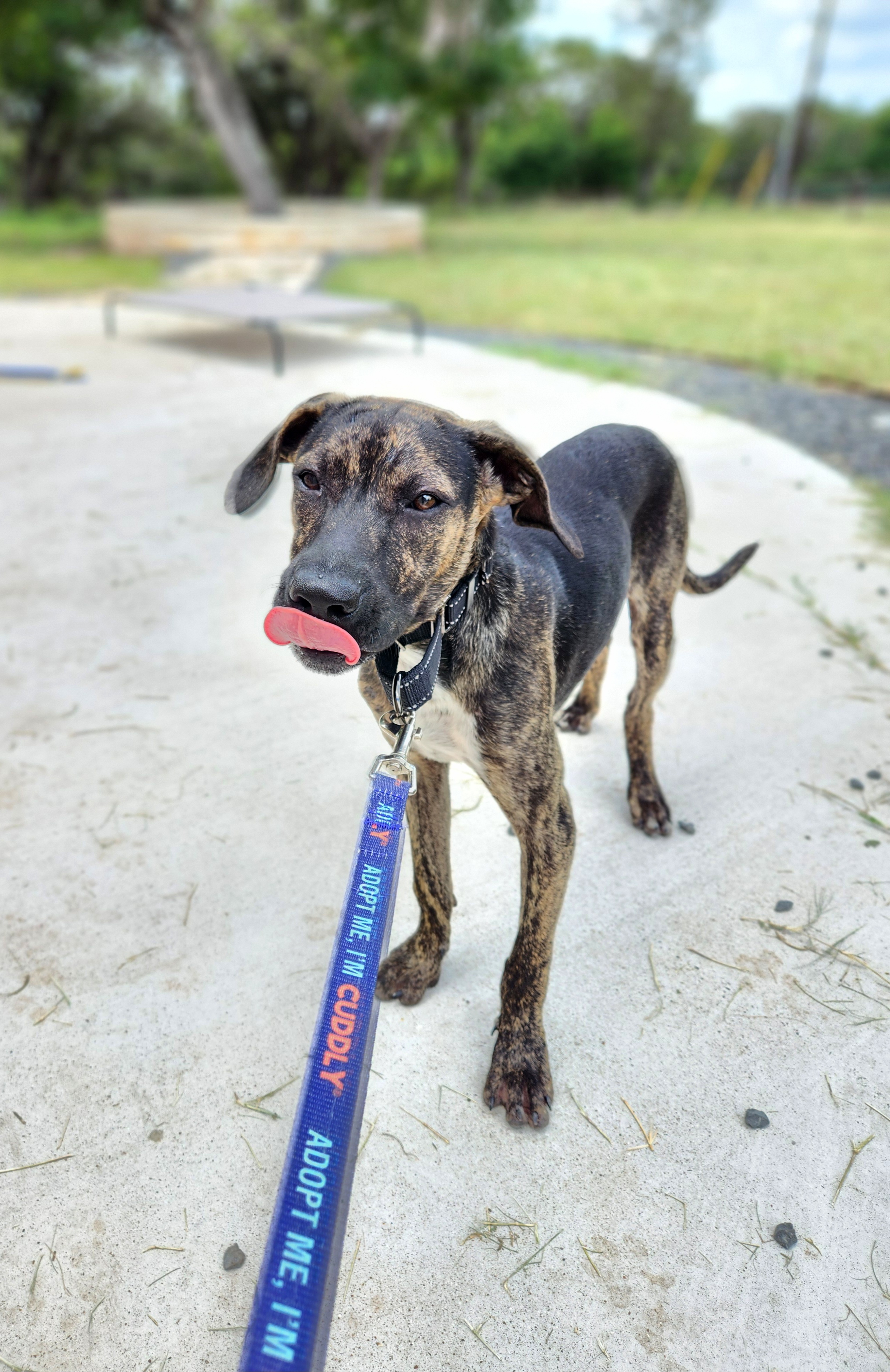 Enlarge Wyatt, a Adoptable mixed breed in Killeen, TX image 2/6
