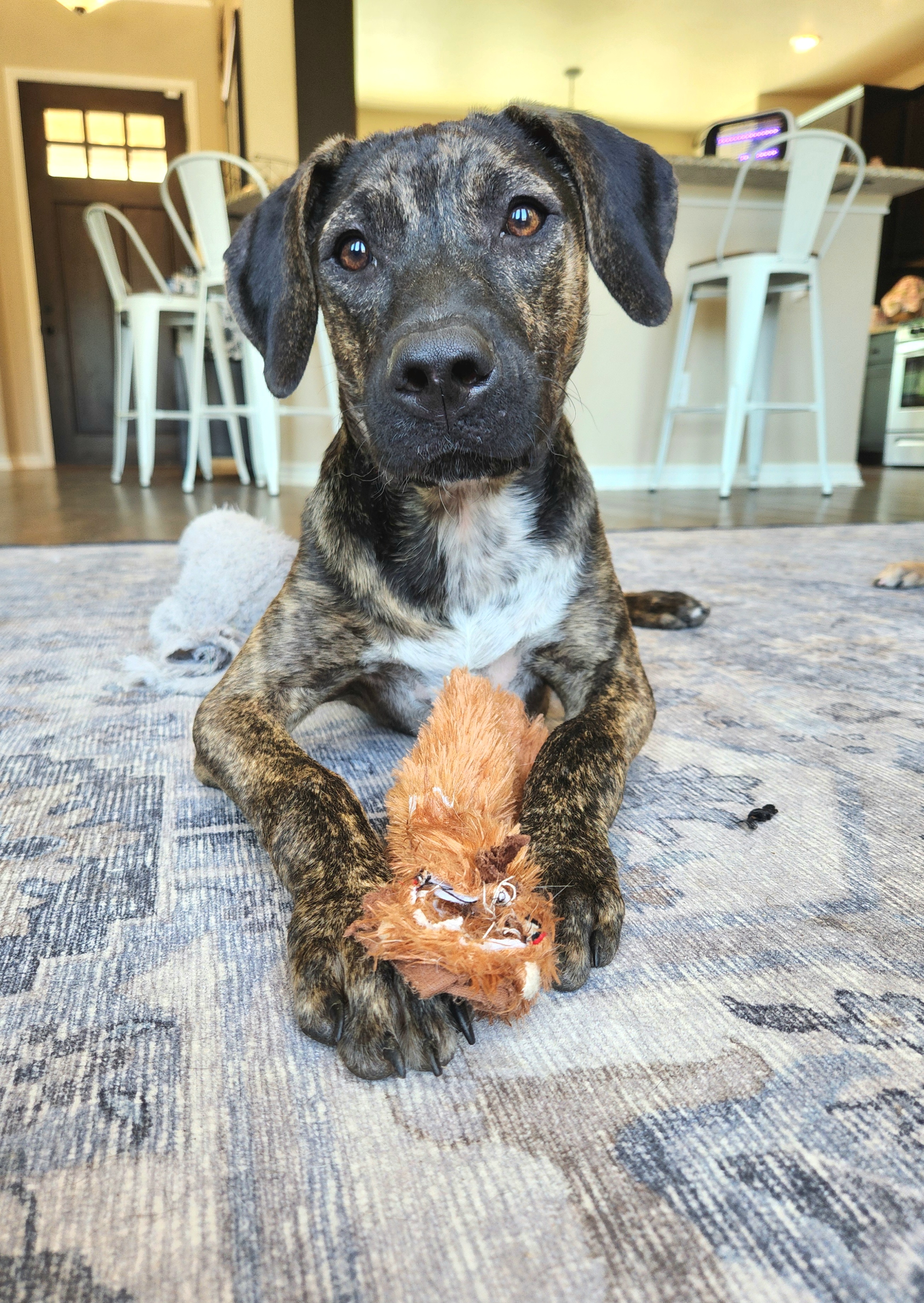 Enlarge Wyatt, a Adoptable mixed breed in Killeen, TX image 5/6