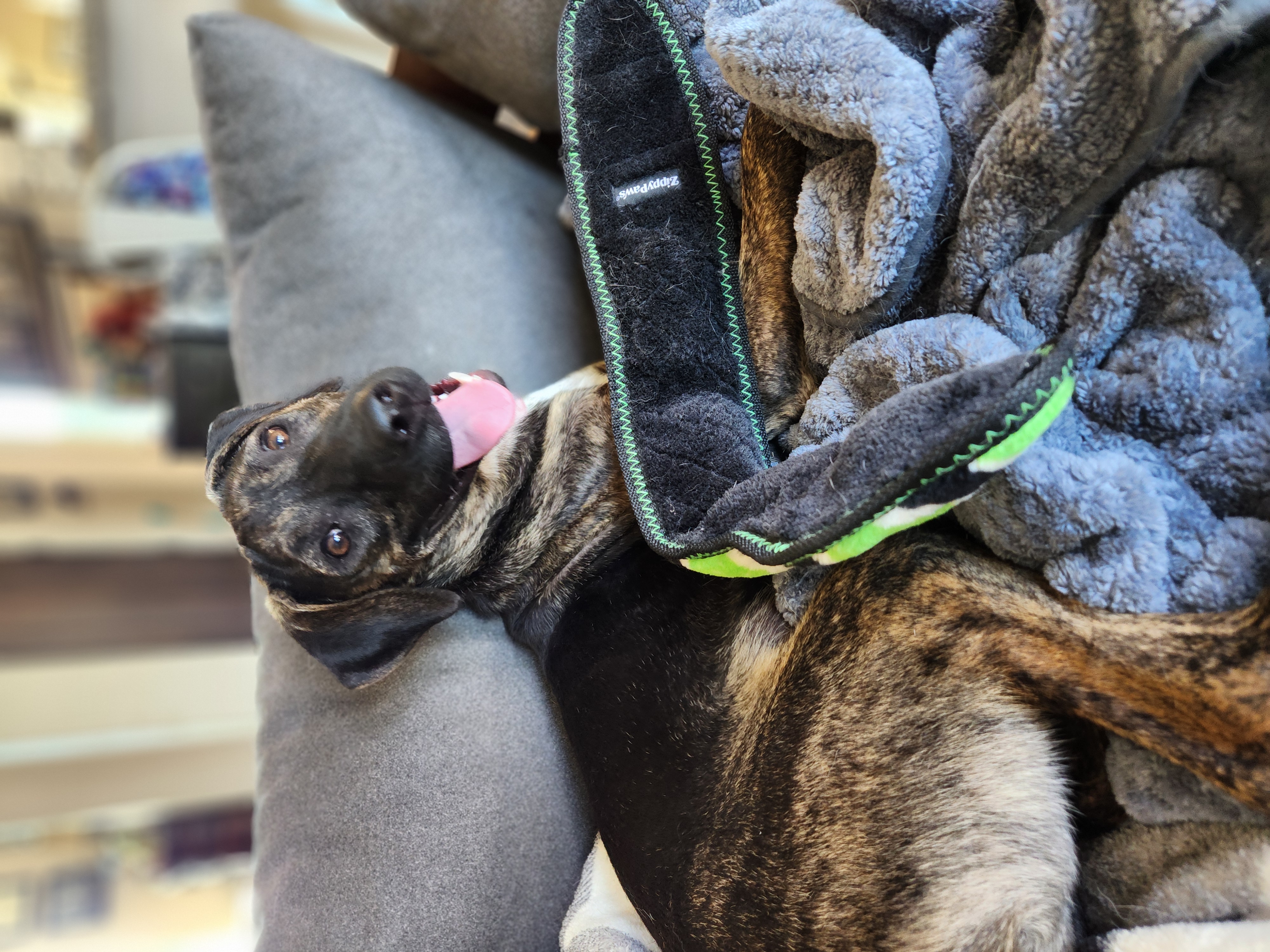 Enlarge Wyatt, a Adoptable mixed breed in Killeen, TX image 3/6