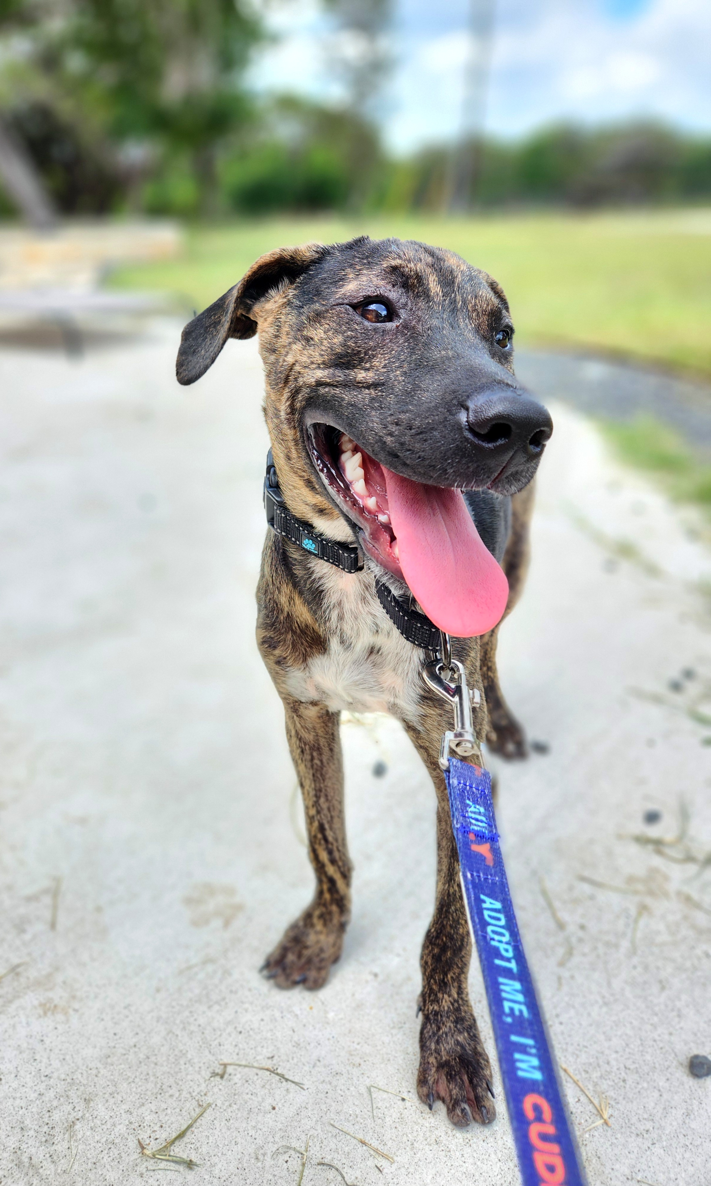 Enlarge Wyatt, a Adoptable mixed breed in Killeen, TX image 6/6