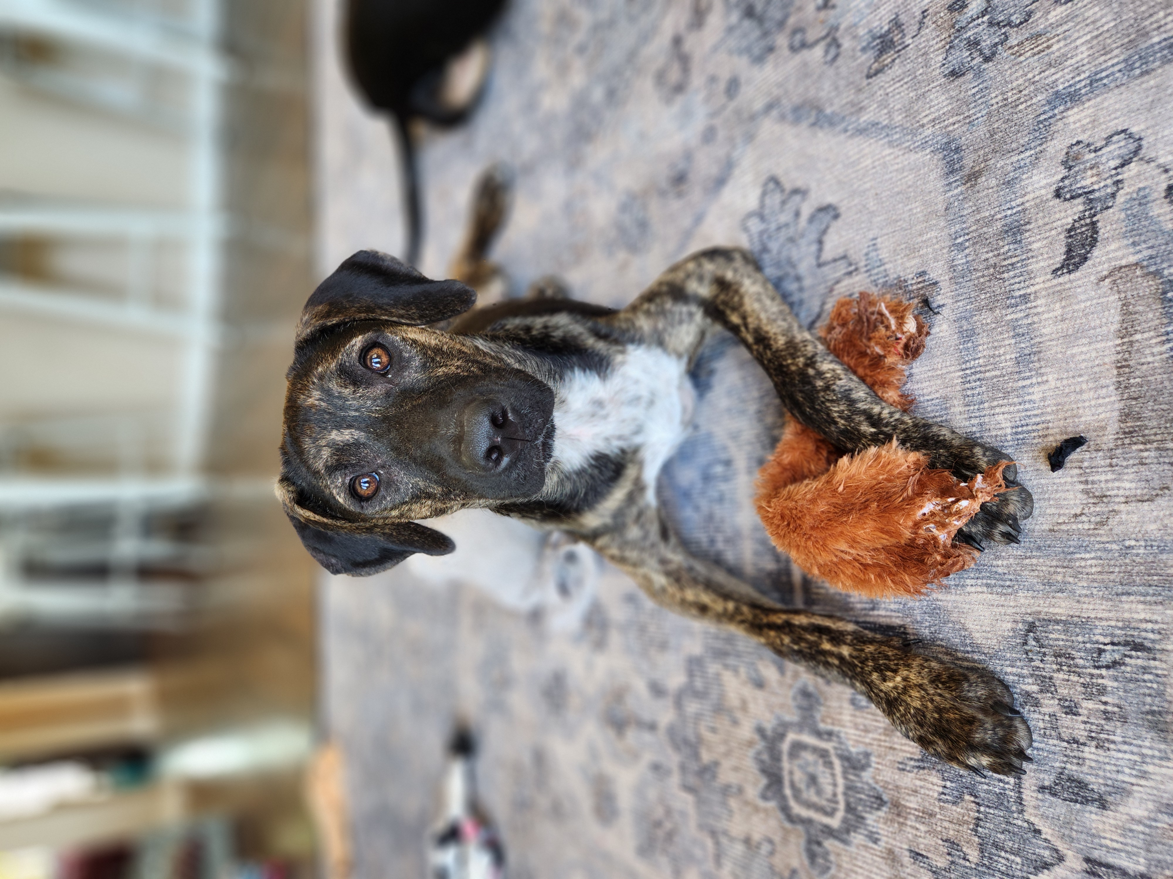 Wyatt, Young Male Hound