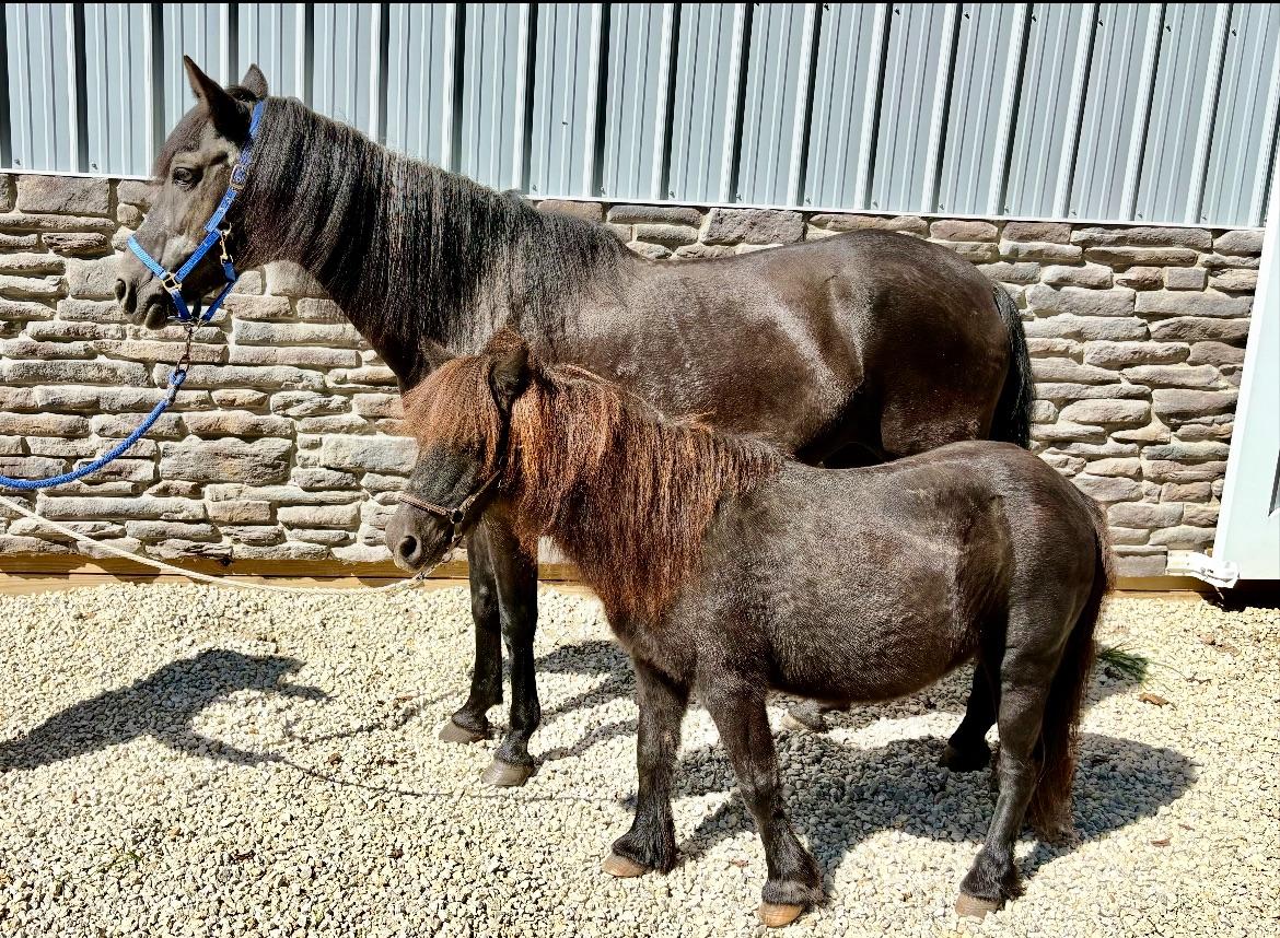 Isabella & Newt, a Adoptable Paso Fino in Wadsworth, OH image 3/3