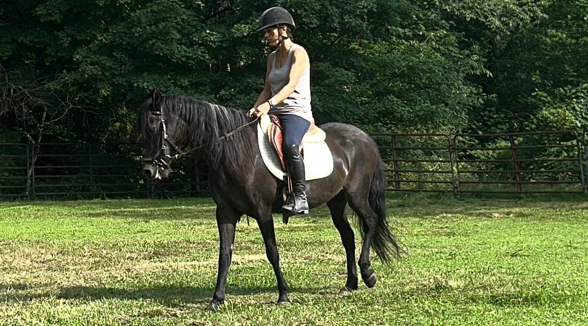 Isabella & Newt, Adoptable, Adult Female Paso Fino.