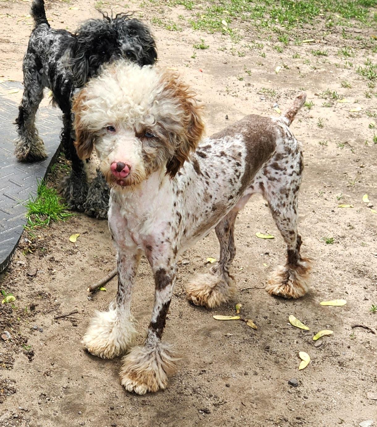 Freddy, Young Male Miniature Poodle