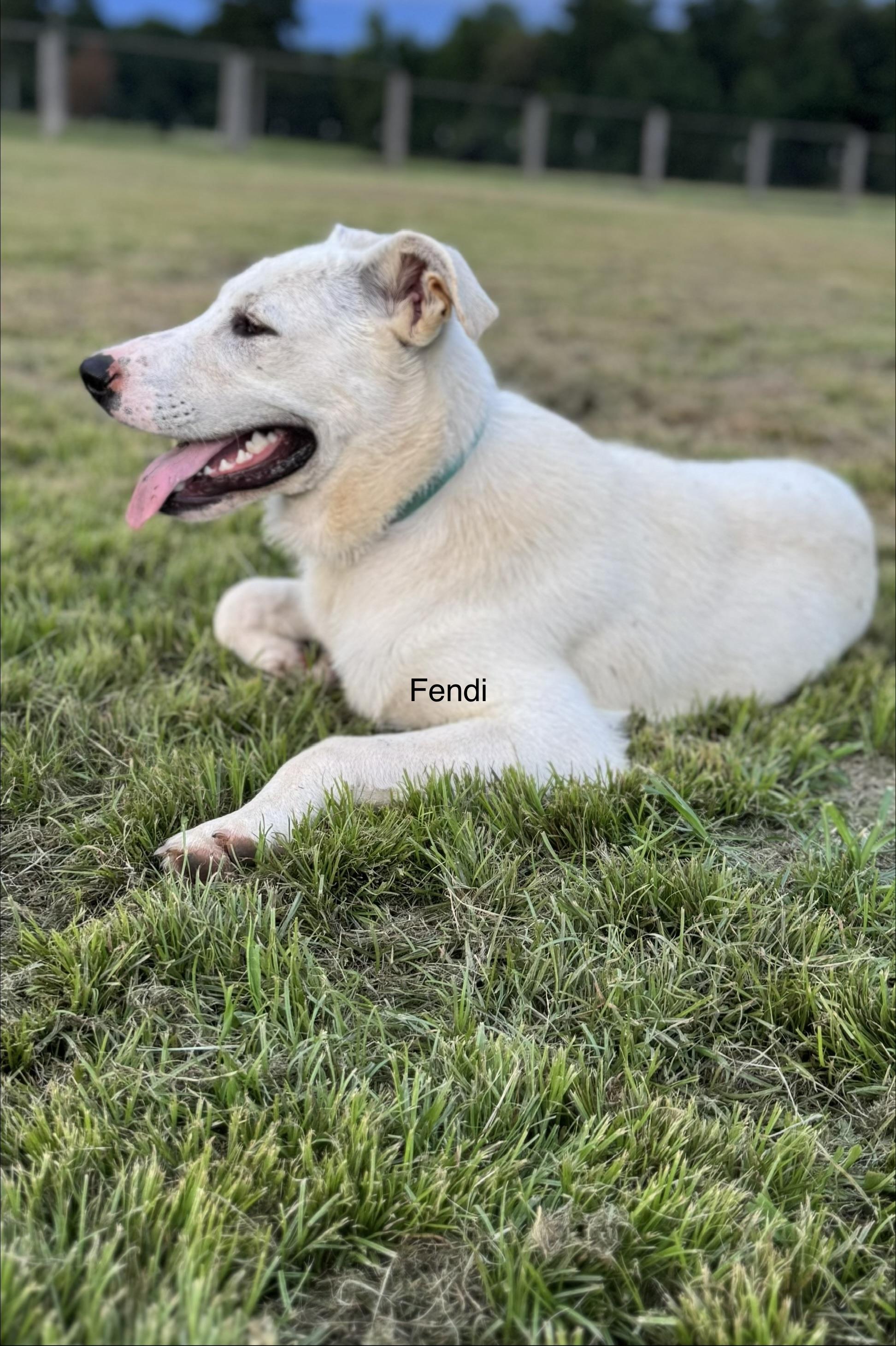 Fendi, ADOPTABLE, Young Male German Shepherd Dog.