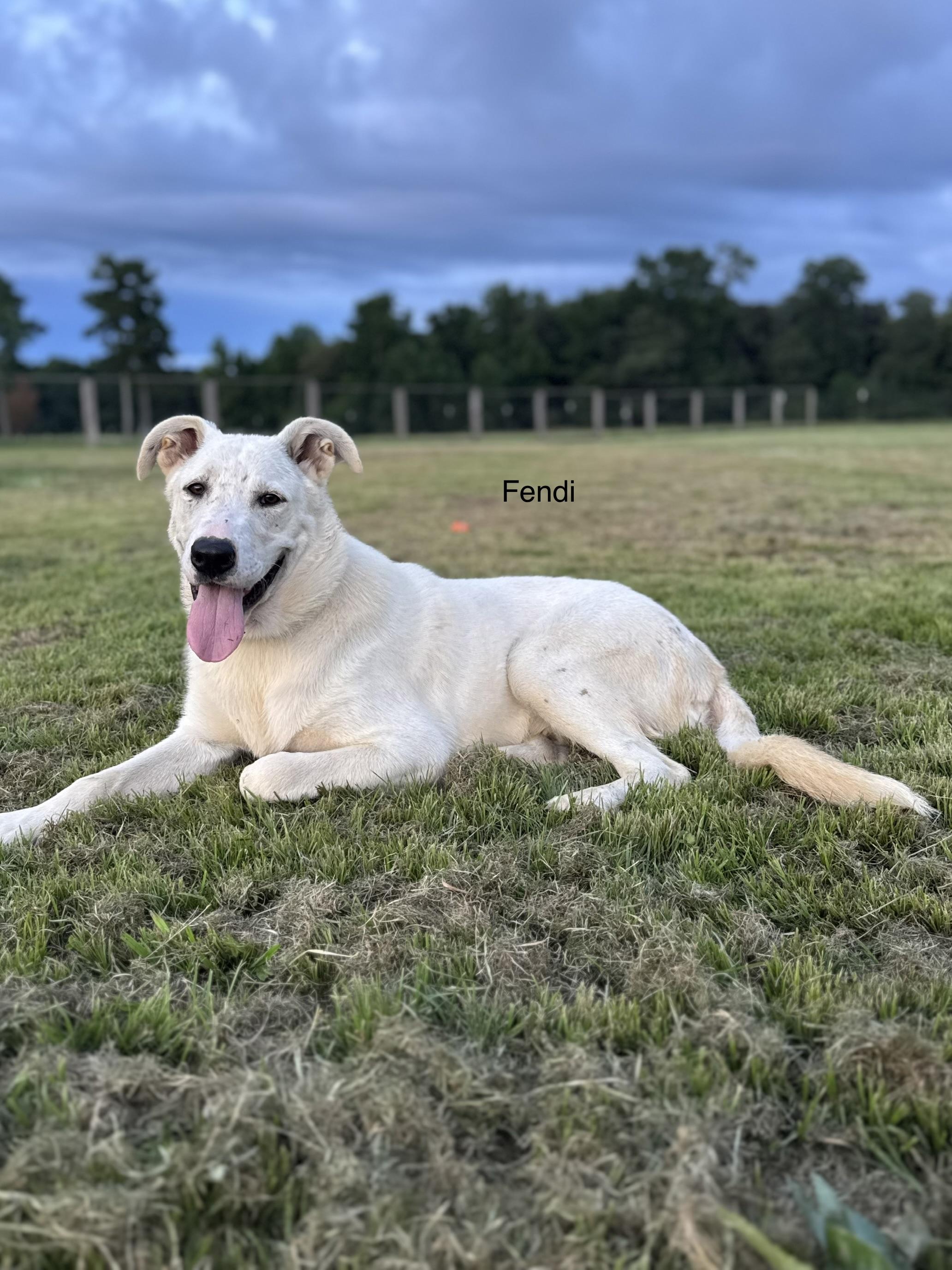 Fendi, a ADOPTABLE mixed breed in Rome, GA image 2/2