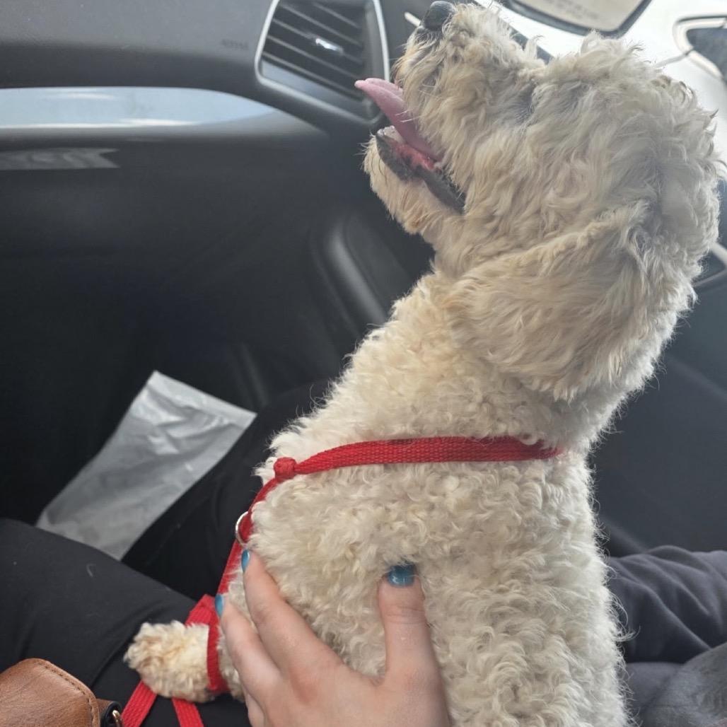 Tofu, Adoptable, Young Male Poodle.