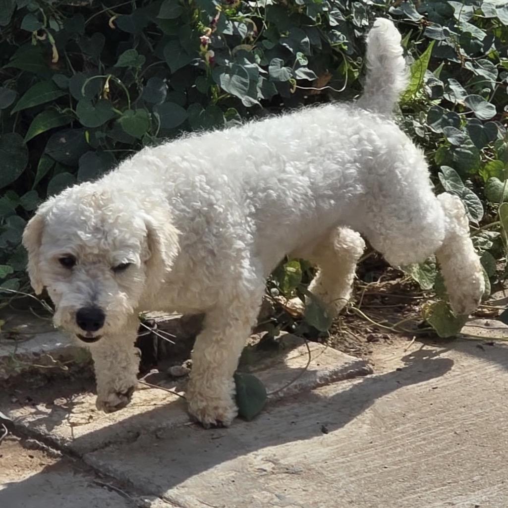 Enlarge Tofu, a Adoptable Poodle in Midland, TX image 2/3