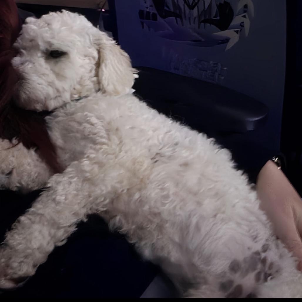 Enlarge Tofu, a Adoptable Poodle in Midland, TX image 3/3