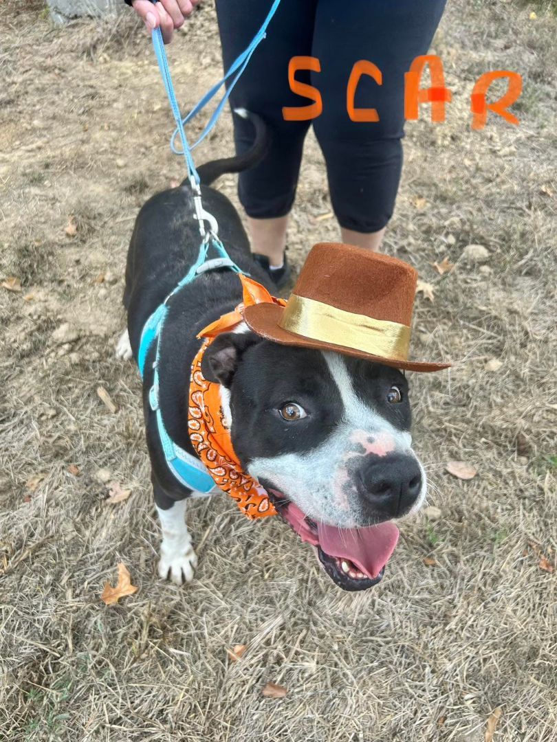 Scar, an adoptable Mixed Breed in Madison, MS_image-1