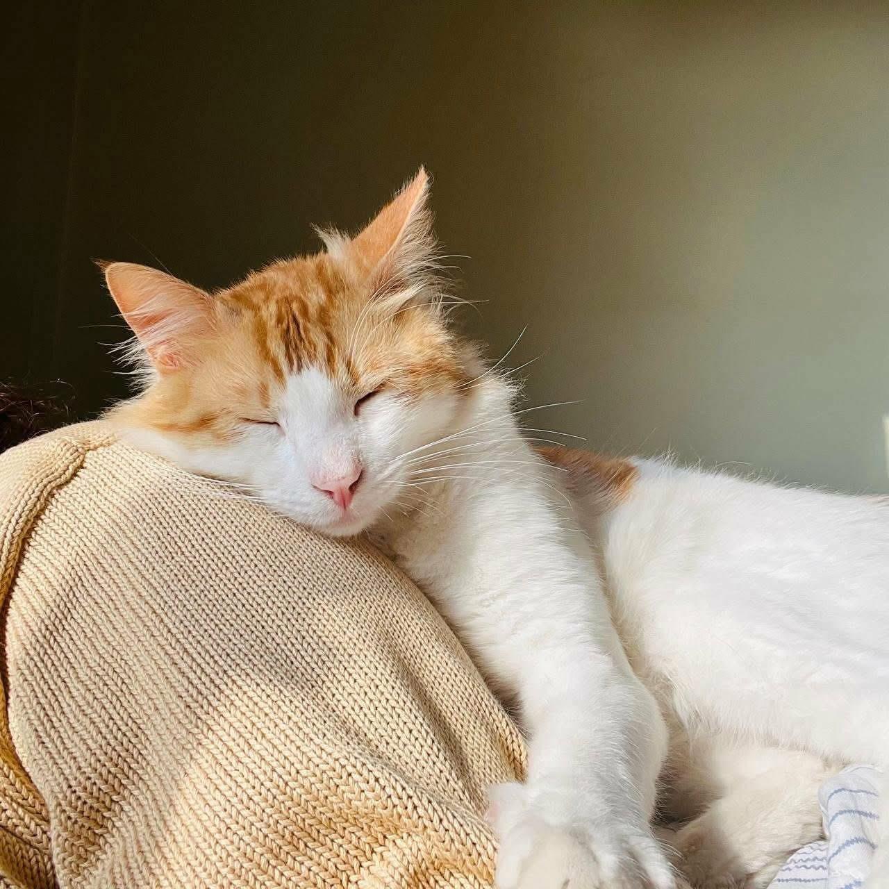 Sugar, ADOPTABLE, Young Male Turkish Angora.