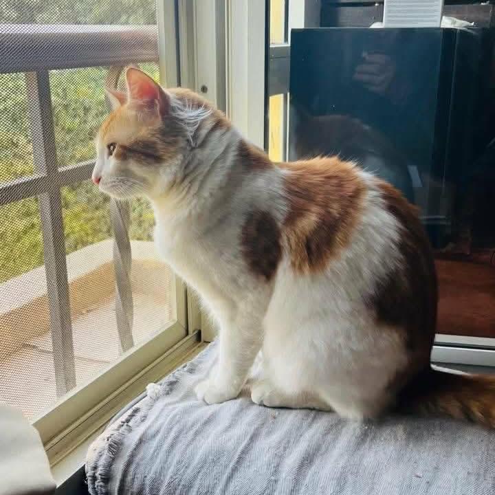 Sugar, a ADOPTABLE mixed breed in Newmarket, ON image 4/6