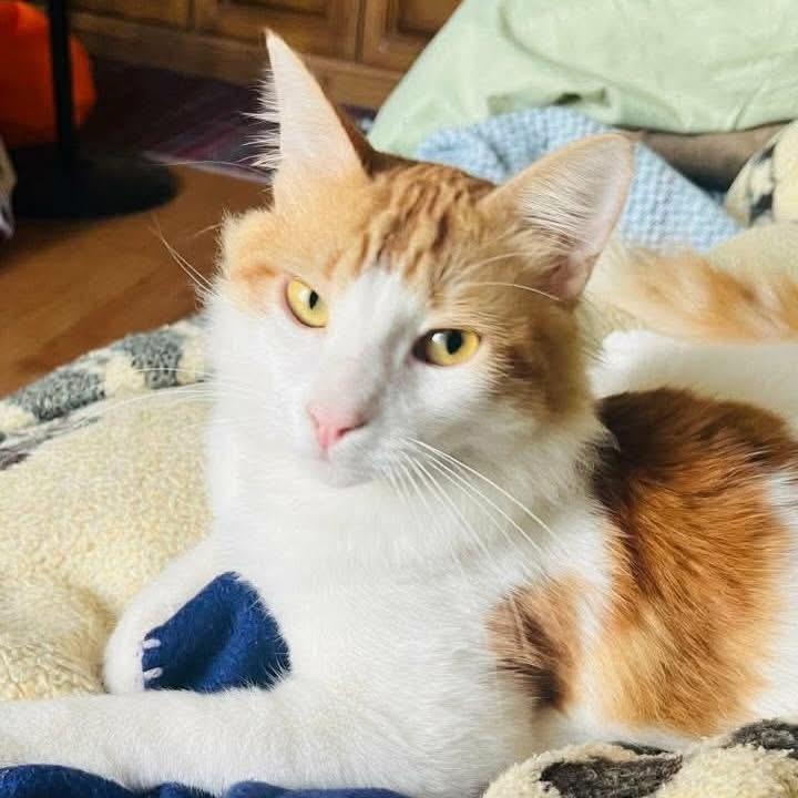 Sugar, a ADOPTABLE mixed breed in Newmarket, ON image 6/6